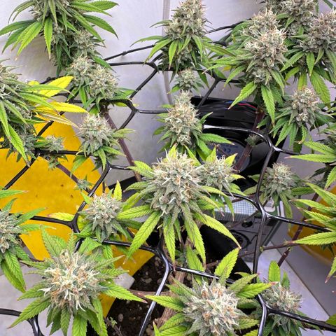 Amnesia Haze growlog timeline photo