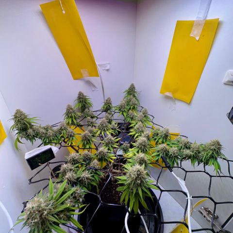 Amnesia Haze growlog timeline photo