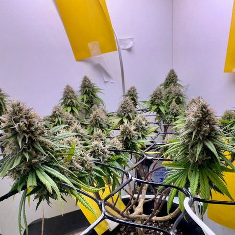 Amnesia Haze growlog timeline photo