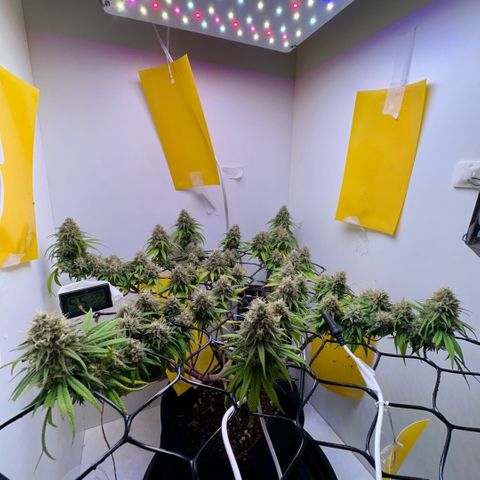 Amnesia Haze growlog timeline photo