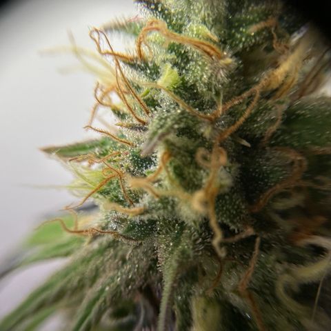Amnesia Haze growlog timeline photo