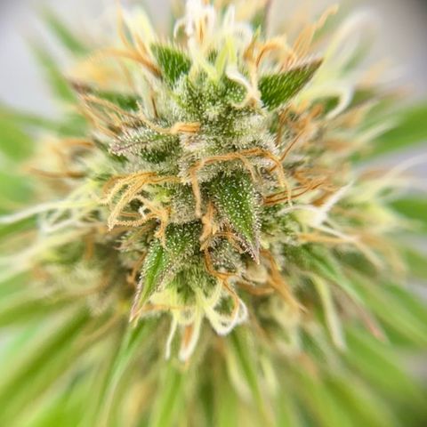Amnesia Haze growlog timeline photo