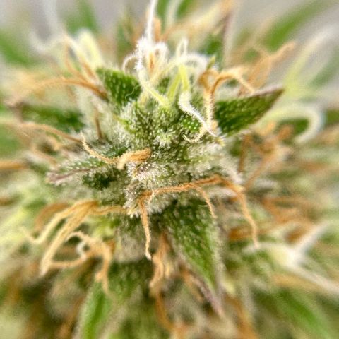 Amnesia Haze growlog timeline photo