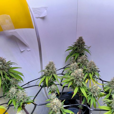 Amnesia Haze growlog timeline photo