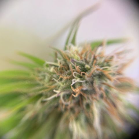 Amnesia Haze growlog timeline photo
