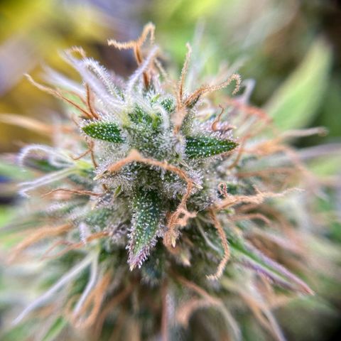 Amnesia Haze growlog timeline photo