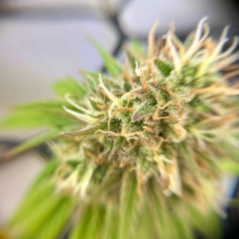 Amnesia Haze growlog timeline photo