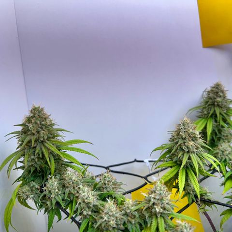 Amnesia Haze growlog timeline photo