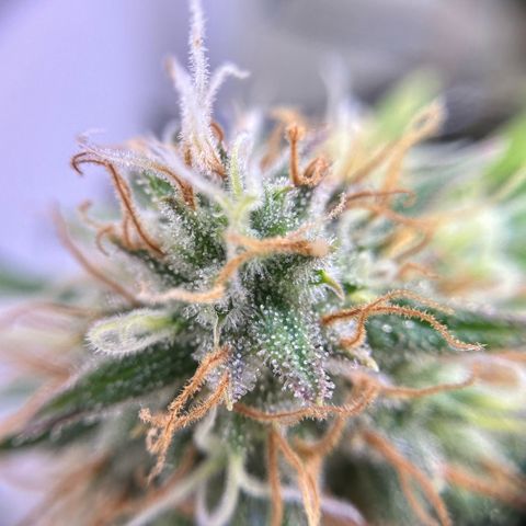 Amnesia Haze growlog timeline photo
