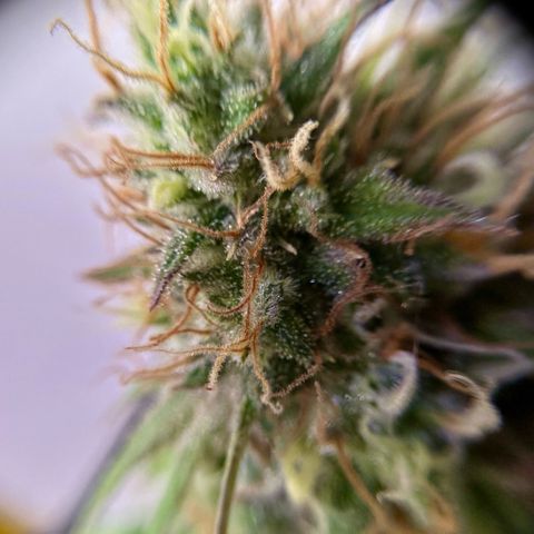 Amnesia Haze growlog timeline photo