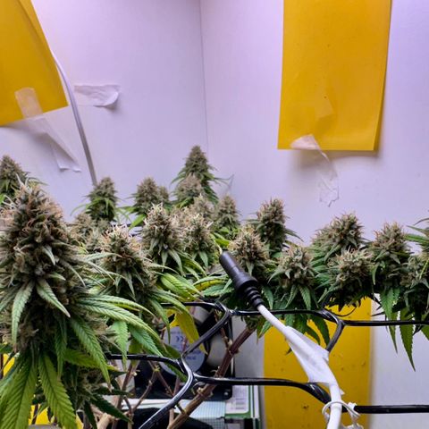 Amnesia Haze growlog timeline photo