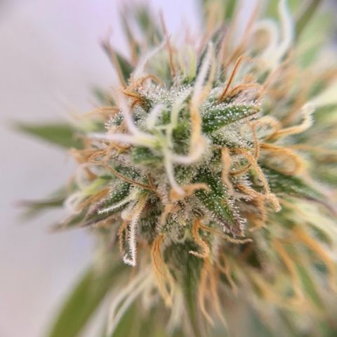 Amnesia Haze growlog timeline photo