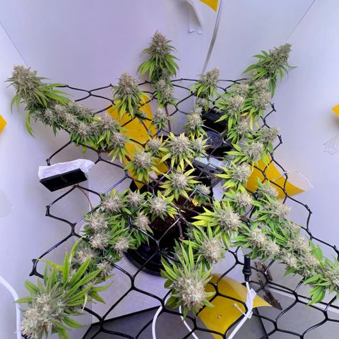 Amnesia Haze growlog timeline photo
