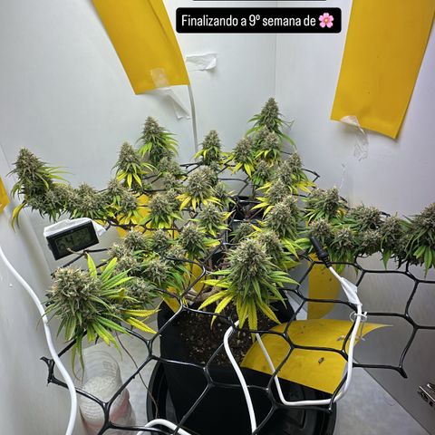Amnesia Haze growlog timeline photo