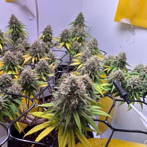 Amnesia Haze growlog timeline photo
