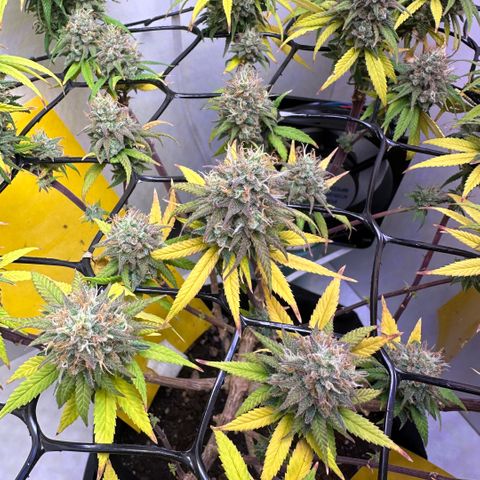 Amnesia Haze growlog timeline photo
