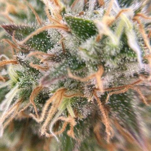 Amnesia Haze growlog timeline photo