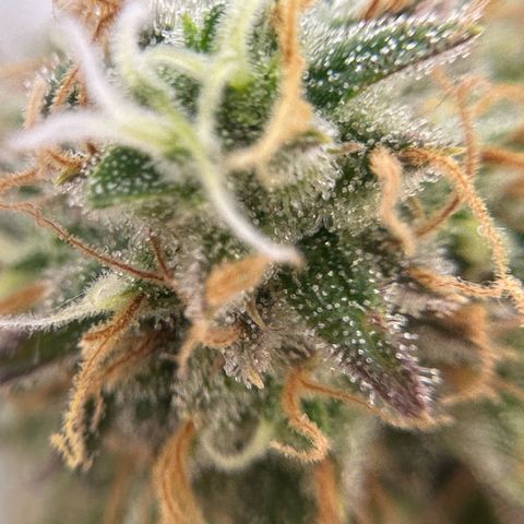 Amnesia Haze growlog timeline photo