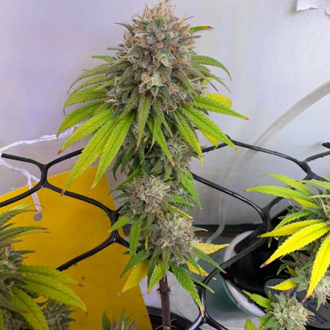 Amnesia Haze growlog timeline photo