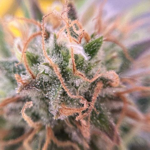 Amnesia Haze growlog timeline photo