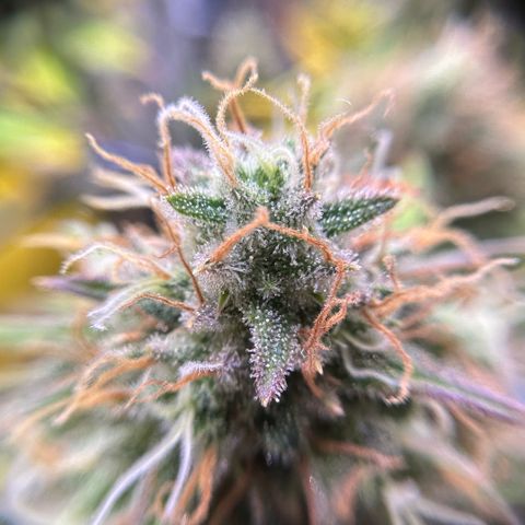 Amnesia Haze growlog timeline photo