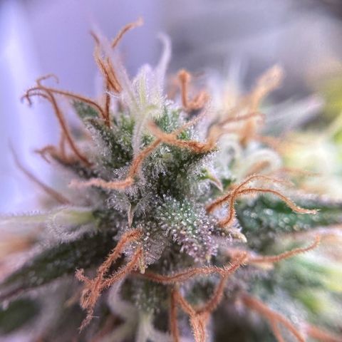 Amnesia Haze growlog timeline photo
