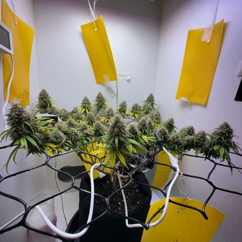 Amnesia Haze growlog timeline photo