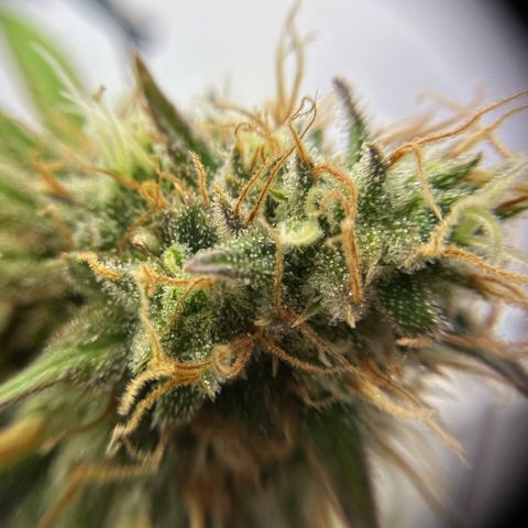 Amnesia Haze growlog timeline photo