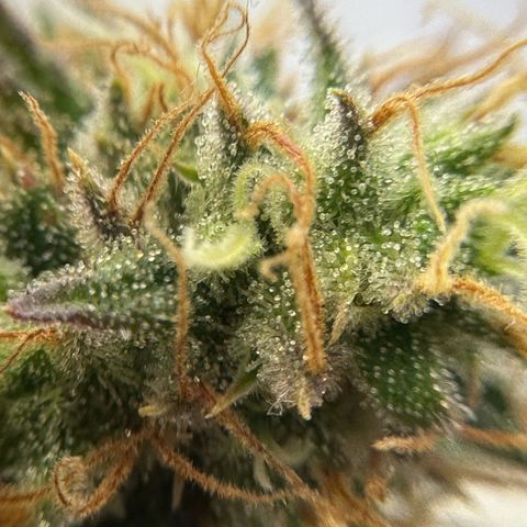 Amnesia Haze growlog timeline photo