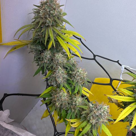 Amnesia Haze growlog timeline photo