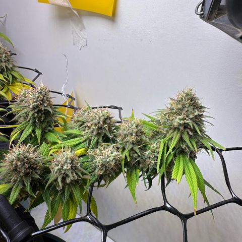 Amnesia Haze growlog timeline photo