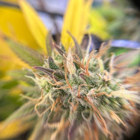 Amnesia Haze growlog timeline photo