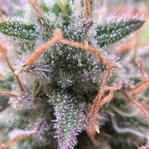 Amnesia Haze growlog timeline photo