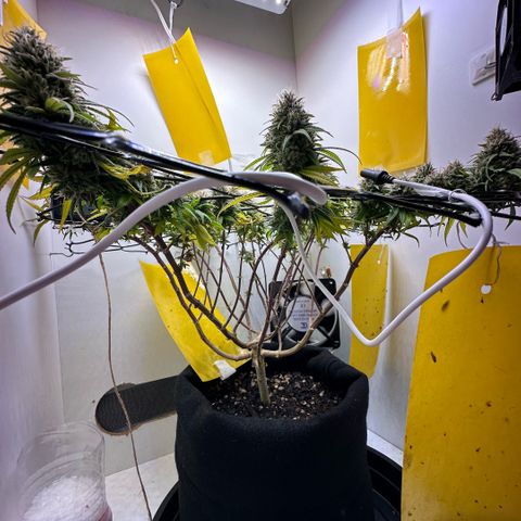 Amnesia Haze growlog timeline photo