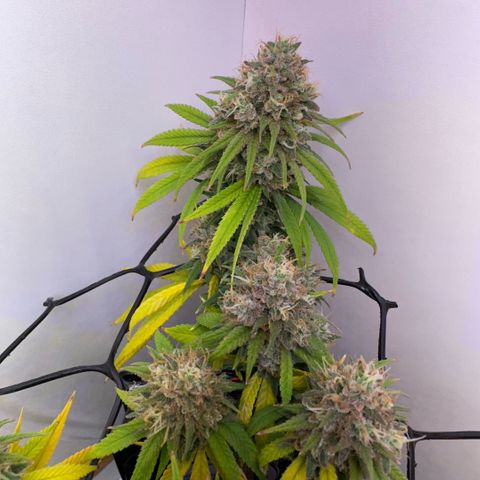 Amnesia Haze growlog timeline photo