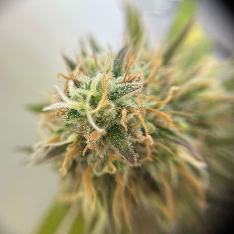 Amnesia Haze growlog timeline photo