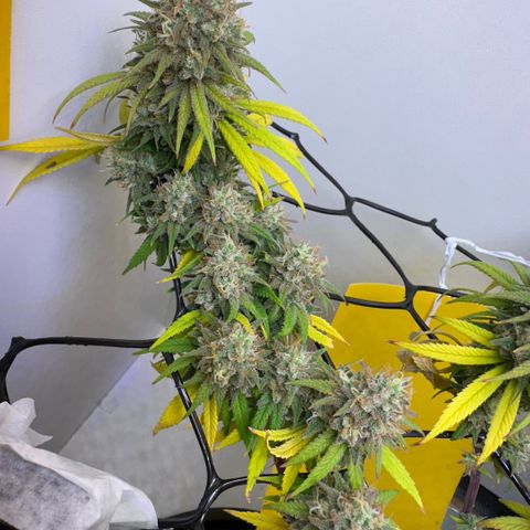Amnesia Haze growlog timeline photo