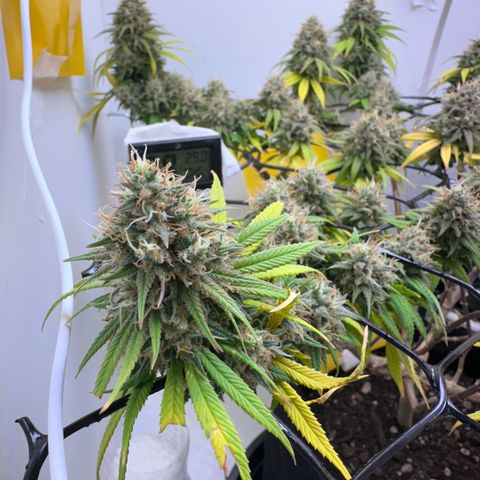 Amnesia Haze growlog timeline photo