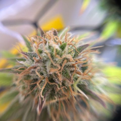 Amnesia Haze growlog timeline photo
