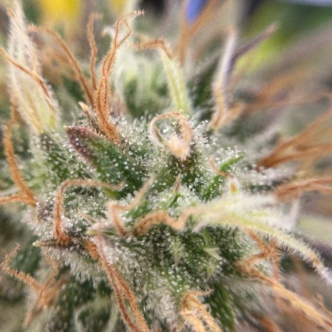 Amnesia Haze growlog timeline photo