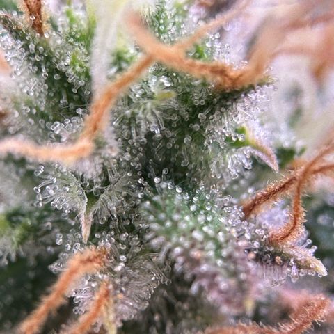 Amnesia Haze growlog timeline photo