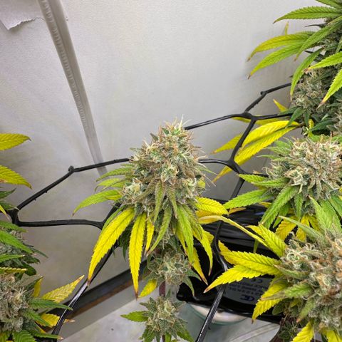 Amnesia Haze growlog timeline photo