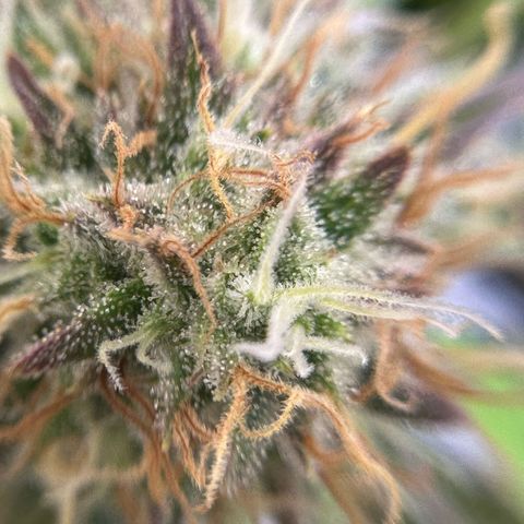 Amnesia Haze growlog timeline photo
