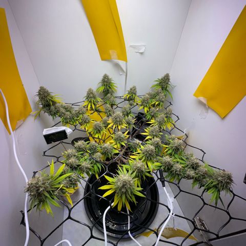 Amnesia Haze growlog timeline photo