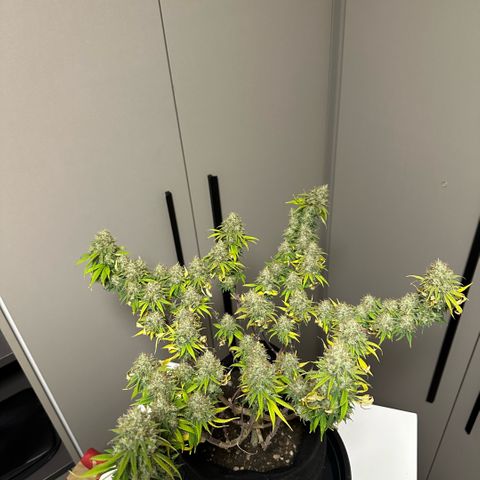 Amnesia Haze growlog timeline photo