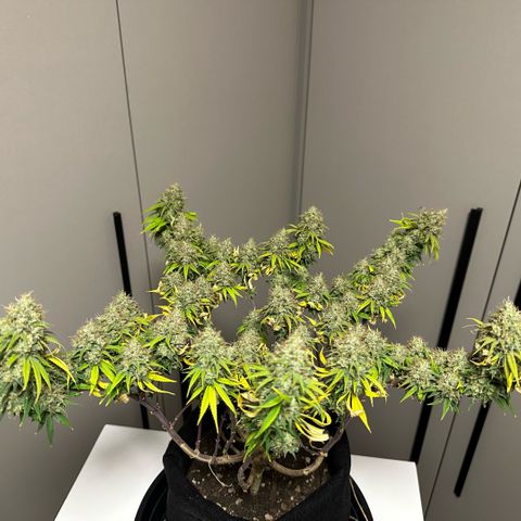Amnesia Haze growlog timeline photo