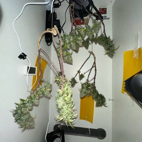 Amnesia Haze growlog timeline photo