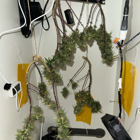 Amnesia Haze growlog timeline photo