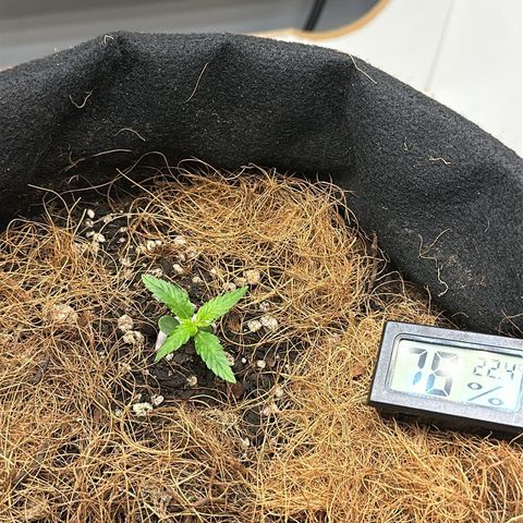 Pren growlog timeline photo