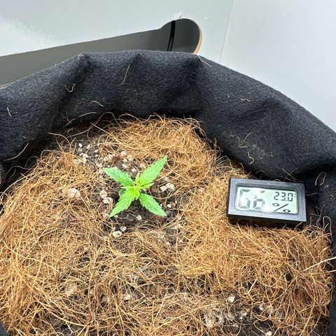 Pren growlog timeline photo